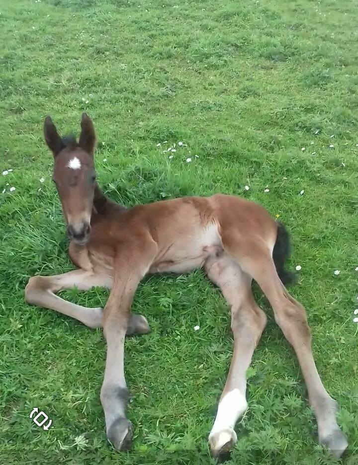 Irish Warmblood Foals